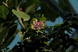 Bougainvillea