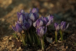 Crocus