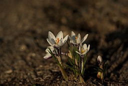 Spring Crocus (Crocus vernus)