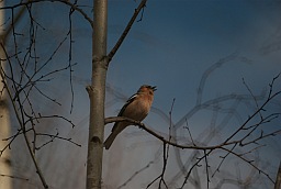 Chaffinch (Fringilla coelebs)