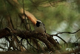 White Wagtail (Motacilla alba)