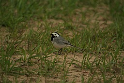 White Wagtail (Motacilla alba)