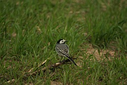 White Wagtail (Motacilla alba)