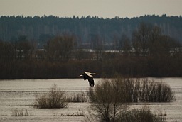 White Stork