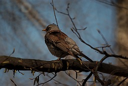 Fieldfare (Turdus pilaris)