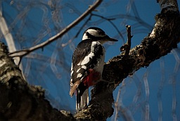 Great Spotted Woodpecker (Dendrocopos major)