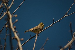 Yellowhammer (Emberiza citrinella)