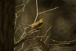 Yellowhammer (Emberiza citrinella)