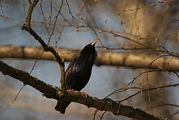 Common Starling (Sturnus vulgaris)