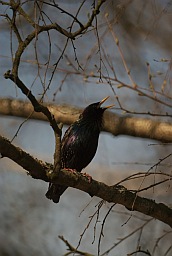 Common Starling (Sturnus vulgaris)