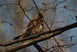 Fieldfare (Turdus pilaris)