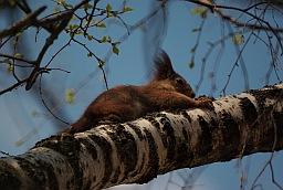 Red squirrel (Sciurus vulgaris)