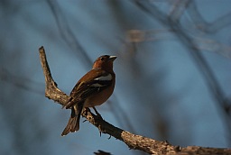 Common Chaffinch (Fringilla coelebs)