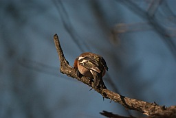 Common Chaffinch (Fringilla coelebs)