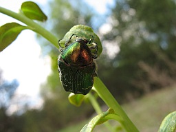 Green rose chafer (Cetonia aurata)