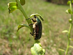 Green rose chafer (Cetonia aurata)