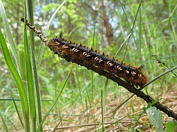 Caterpillar