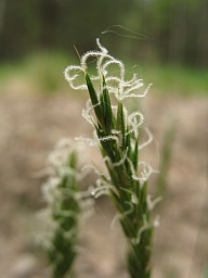 Flowering spike