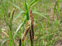 Flowering grass