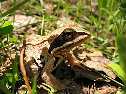 European common frog (Rana temporaria)