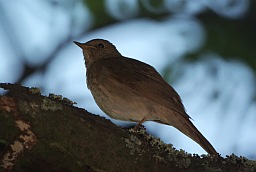 Thrush Nightingale (Luscinia luscinia)