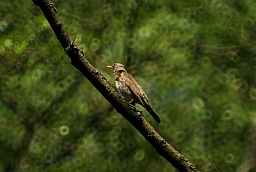 Fieldfare (Turdus pilaris)