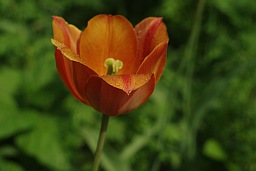 Tulip after rain