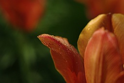 Tulip