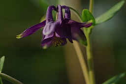 European columbine (Aquilegia vulgaris)