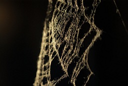 Spider web