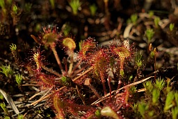 Round-leaved Sundew (Drosera rotundifolia)