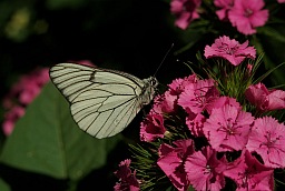 Black-veined White (Aporia crataegi)