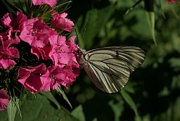 Black-veined White (Aporia crataegi)