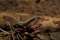 Green caterpillar