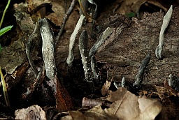 Ксілярыя шматстайная (Xylaria polymorpha)