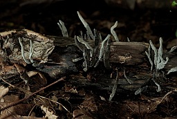 Ксілярыя шматстайная (Xylaria polymorpha)