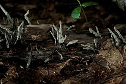 Ксілярыя шматстайная (Xylaria polymorpha)