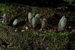 Ксілярыя шматстайная (Xylaria polymorpha)