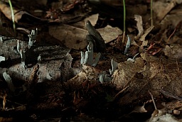 Ксілярыя шматстайная (Xylaria polymorpha)