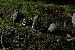 Ксілярыя шматстайная (Xylaria polymorpha)