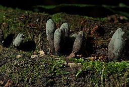 Ксілярыя шматстайная (Xylaria polymorpha)