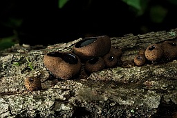 Fungus on tree