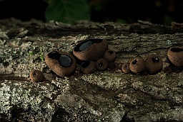 Fungus on tree