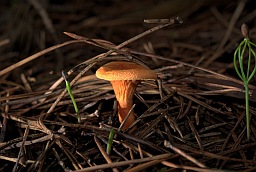 Лісіца звычайная (Cantharellus cibarius)