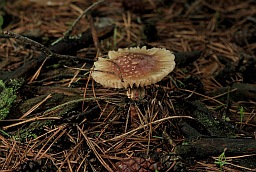 Amanita