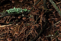 Horsehair parachute fungi (Marasmius androsaceus)