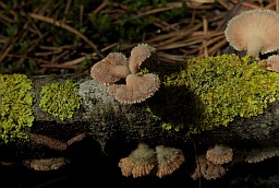 Карыолус шматколерны (Trametes versicolor)