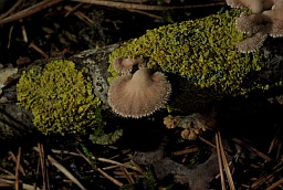 Карыолус шматколерны (Trametes versicolor)