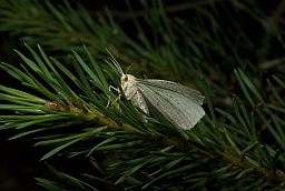 Large Emerald moth (Geometra papilionaria)