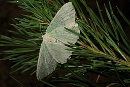 Large Emerald moth (Geometra papilionaria)